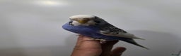 Budgerigars birds for sale: Hand tamed baby budgies for sale  - Advert 2