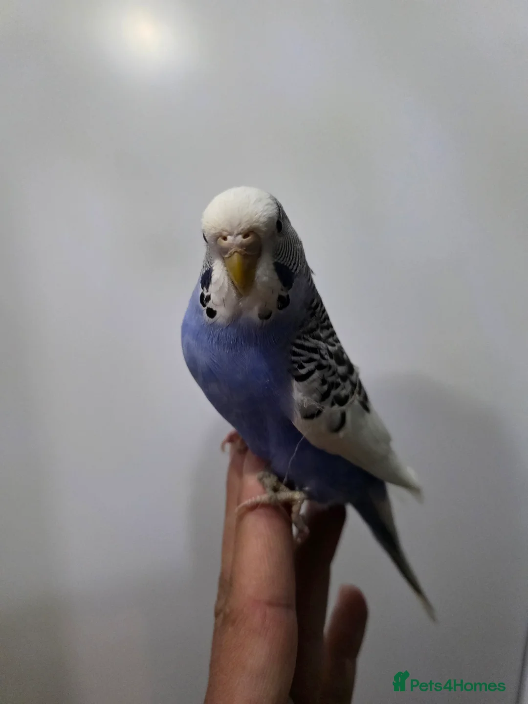 Budgerigars birds for sale: Hand tamed baby budgies for sale  - Advert 5