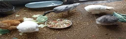 Mixed Breed livestock for sale: Indian Runner ducks  - Advert 3