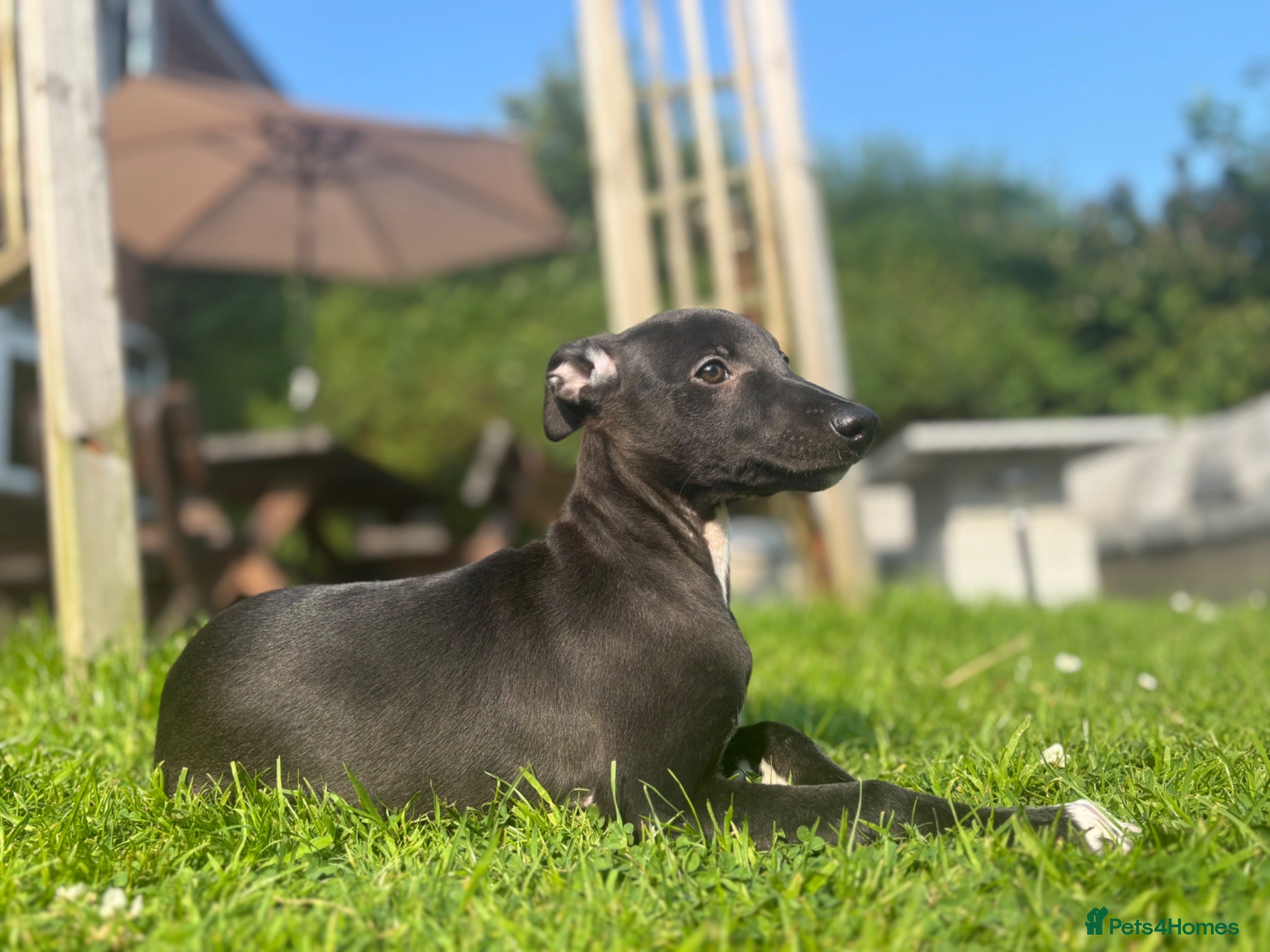 Whippet dogs KC registered Whippets health tested parents - Advert 1