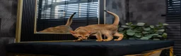 Abyssinian cats for sale: Majestic Abyssinian Boy-READY NOW-Champion Line - Advert 17