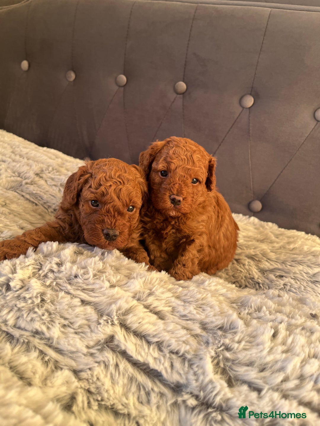 Toy Poodle dogs for sale: Toy poodle puppies - Advert 26