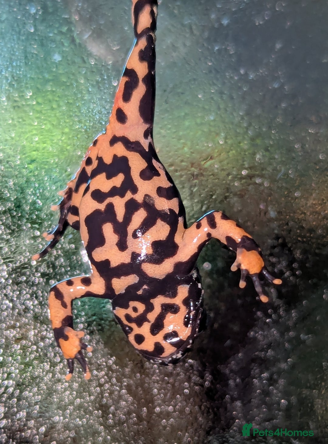 Frog reptiles for sale: Oriental fire-bellied toad (Bombina orientalis - Advert 11
