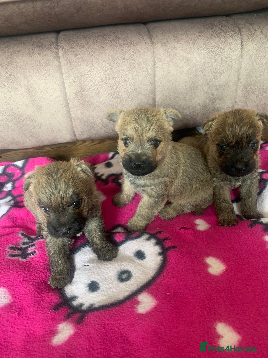 Cairn Terrier dogs for sale: Quality litter KC reg Cairn Terrier Puppies  - Image 1