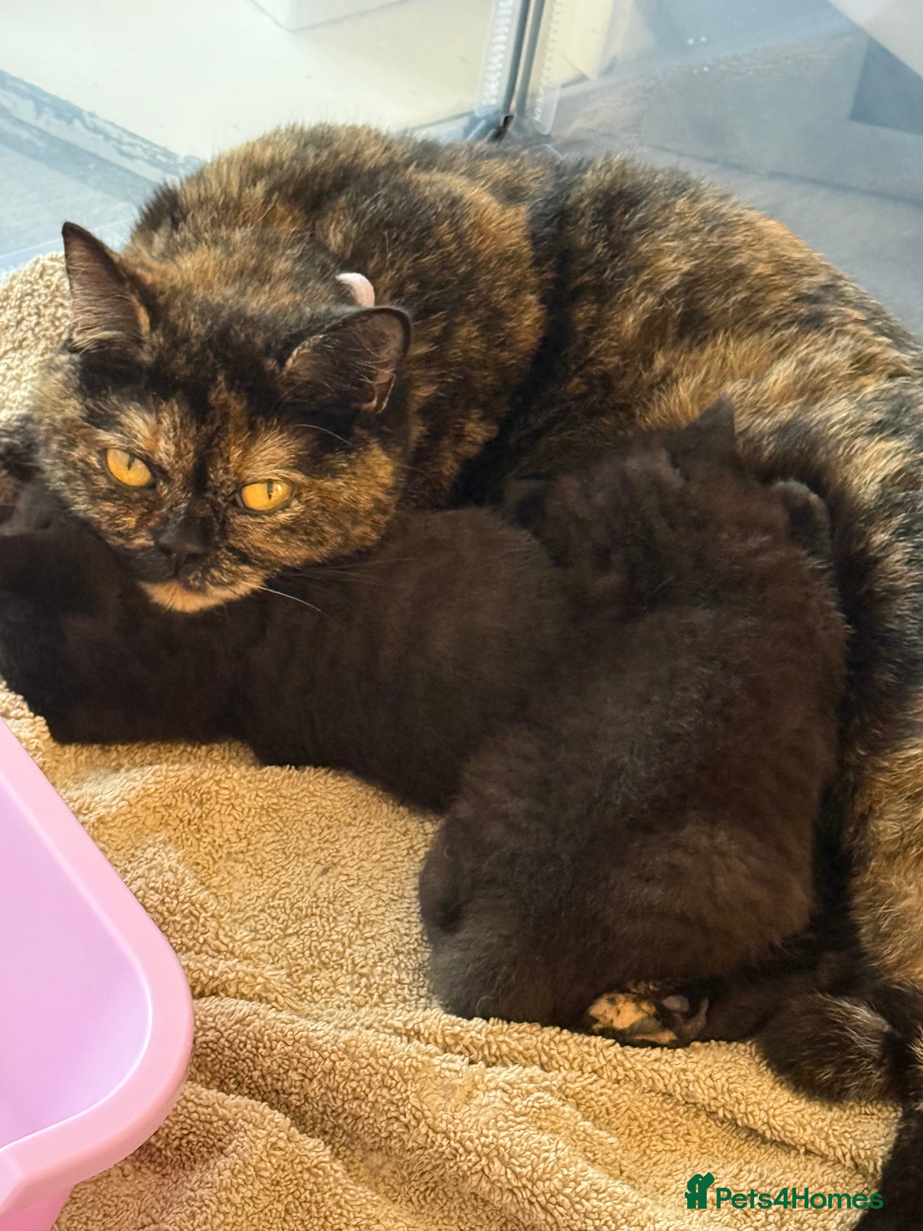 British Shorthair cats Black British Shorthair kittens, rare opportunity  - Advert 2