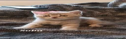 British Shorthair cats for sale: Rose Gold British Shorthair  - Advert 5