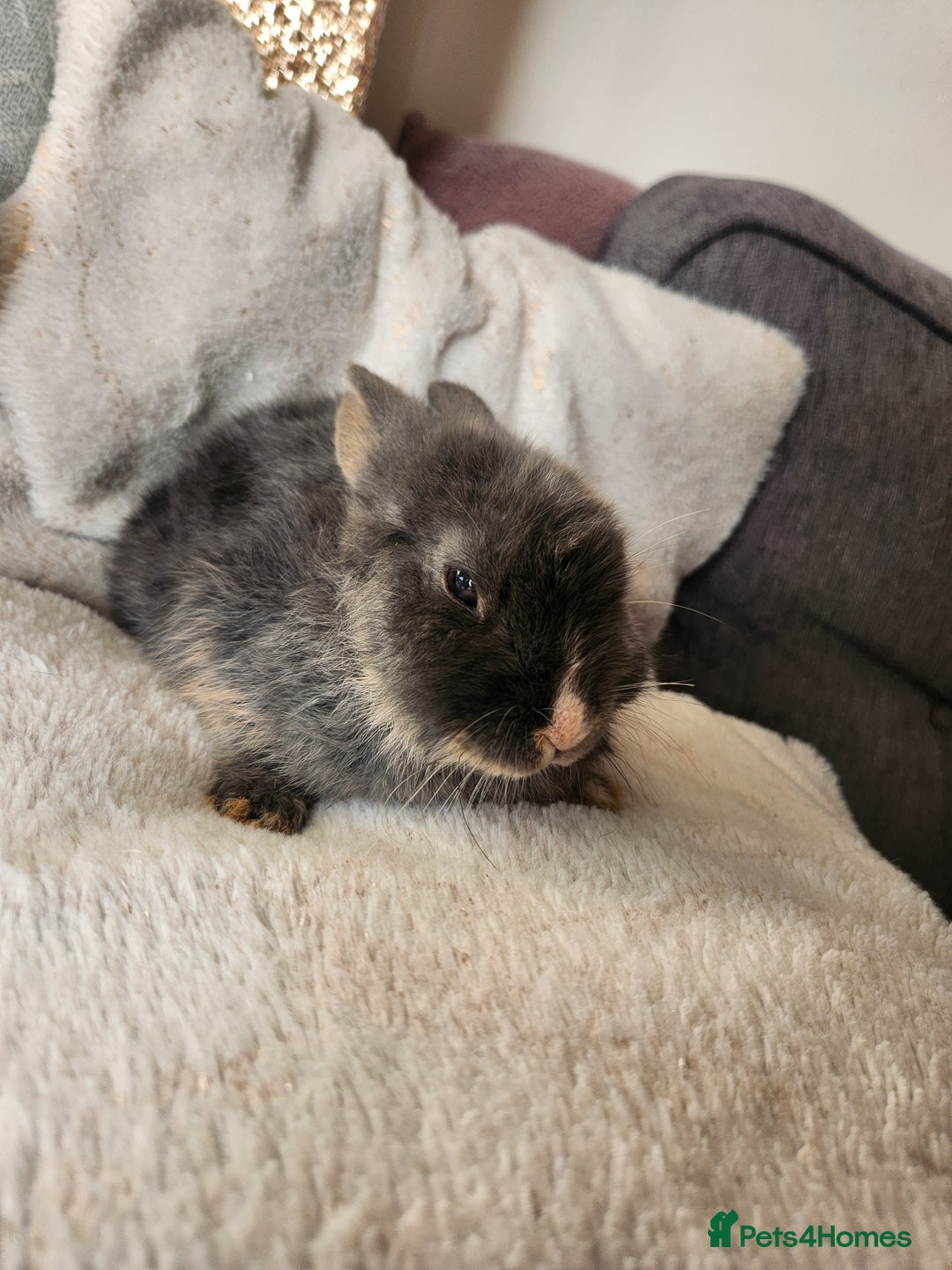 Lionhead rabbits for sale: Cute baby bunnies. Lionheads need a loving home.  - Advert 6