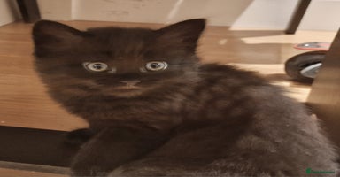 Mixed Breed cats - Advert 1