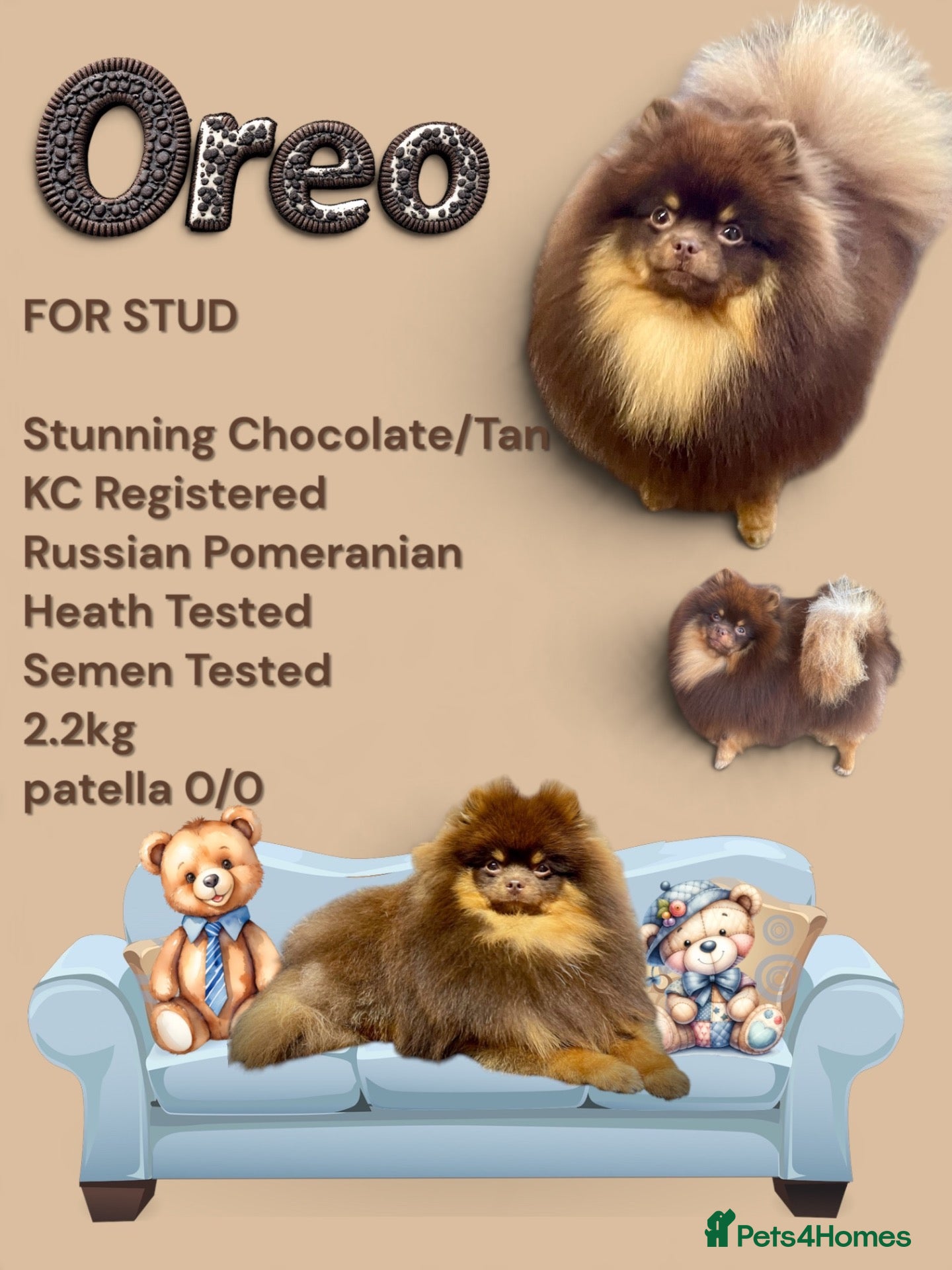 Pomeranian dogs FOR STUD  - Advert 11