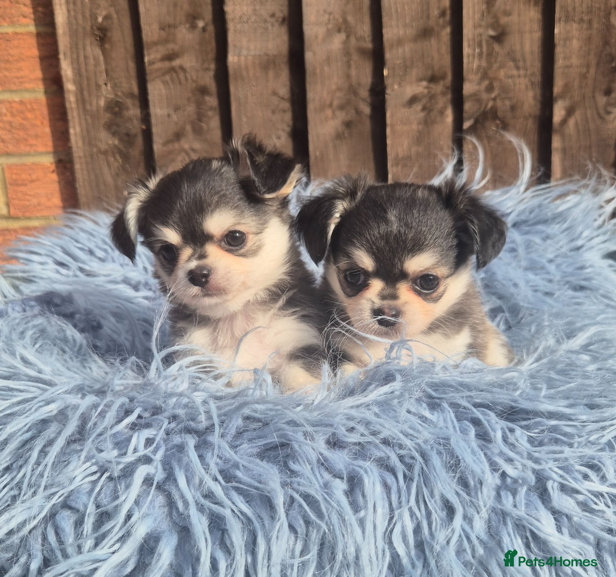 Chihuahua dogs KC registered chihuahua puppies  - Advert 11