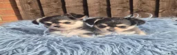 Chihuahua dogs for sale: KC registered chihuahua puppies  - Advert 1