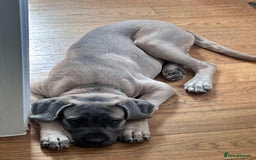 Cane Corso dogs for sale: Male Cane Corso - Image 2