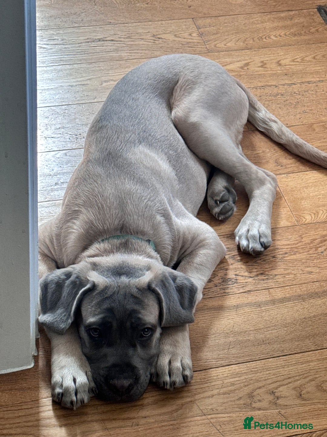 Cane Corso dogs for sale: Male Cane Corso - Image 2