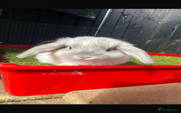 Mini Lop rabbits for sale: *READY NOW* Beautiful Lop eared Rabbits - Image 1