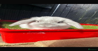 Mini Lop rabbits - Advert 9