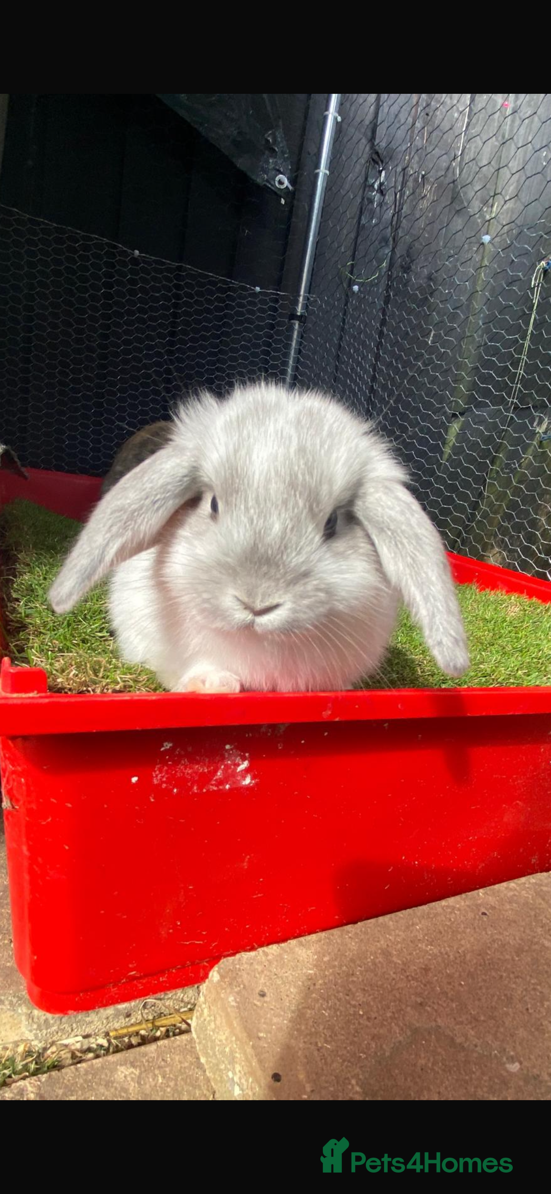 Mini Lop rabbits for sale: *READY NOW* Beautiful Lop eared Rabbits - Image 1