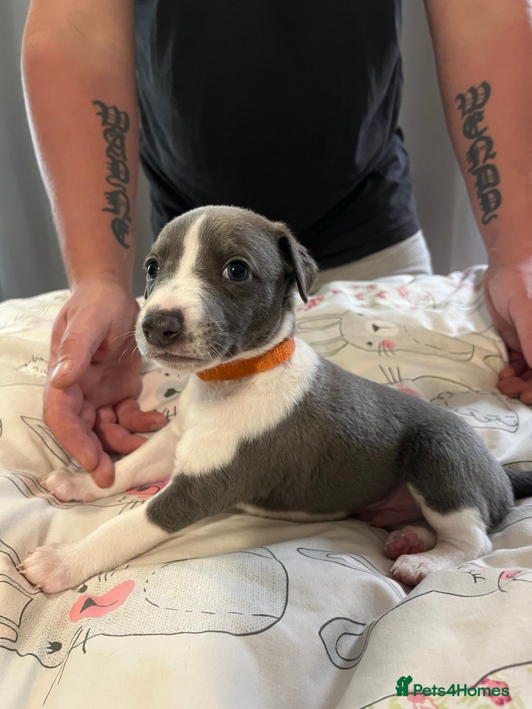 Whippet dogs for sale: Whippet puppies  - Image 34