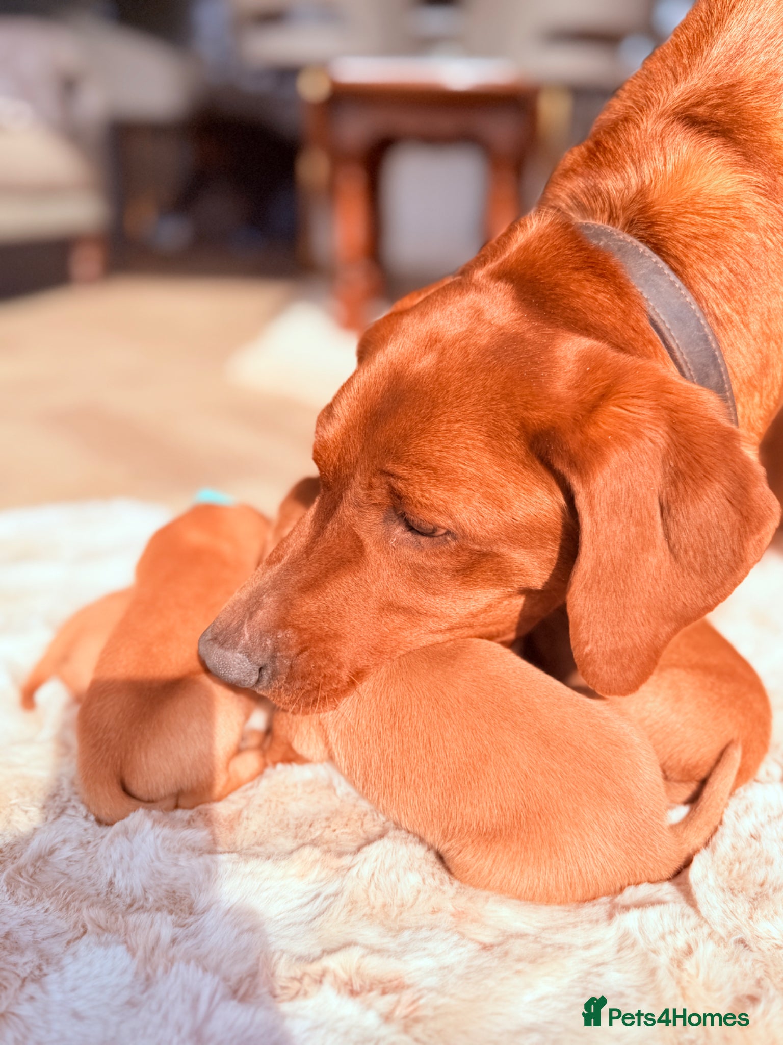 Labrador Retriever dogs EXCEPTIONAL KC Reg Fox Red with FTCH Lineage - Advert 10