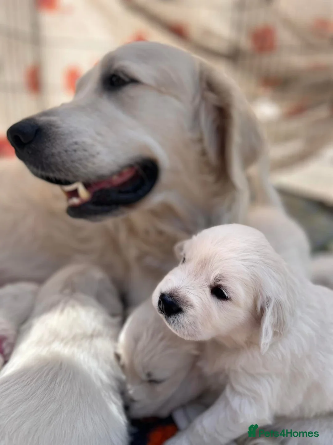 Golden Retriever dogs for sale: White Golden retrievers available  - Advert 2