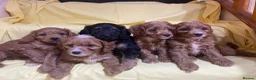 Cavapoo dogs for sale: Cavapoos f1 Health tested  - Advert 9