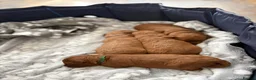 Cavapoo dogs for sale: Beautiful F1B Red Cavapoo Puppies in Newcastle upon Tyne - Advert 3