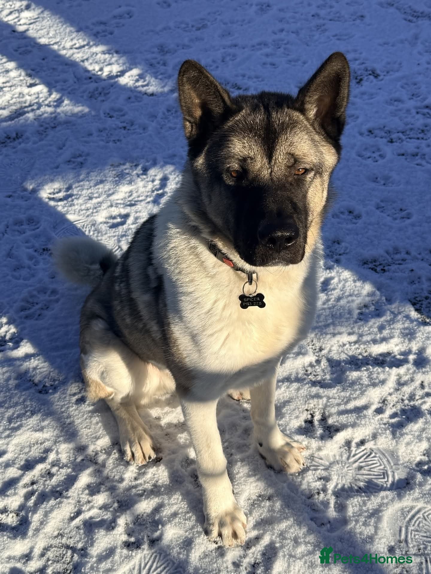 Akita dogs Marley - Advert 5