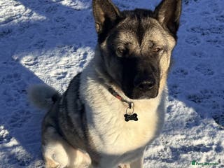 Akita dogs Marley - Advert 2