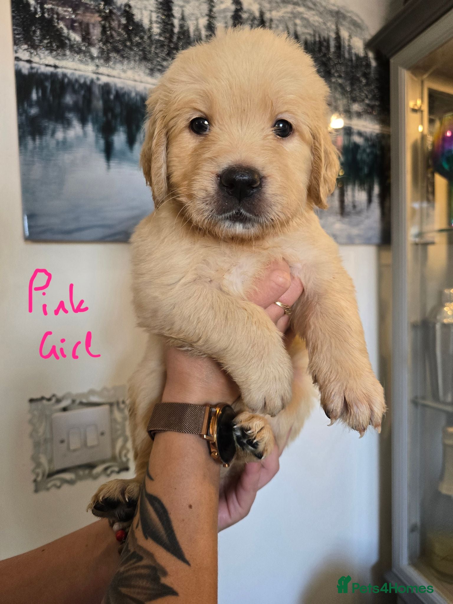 Golden Retriever dogs KC Registered Golden Retrievers !  - Advert 2