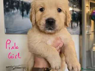 Golden Retriever dogs KC Registered Golden Retrievers ! - Advert 2