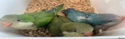 Parrots birds for sale: GORGEOUS HANDREARED QUAKERS  - Advert 1