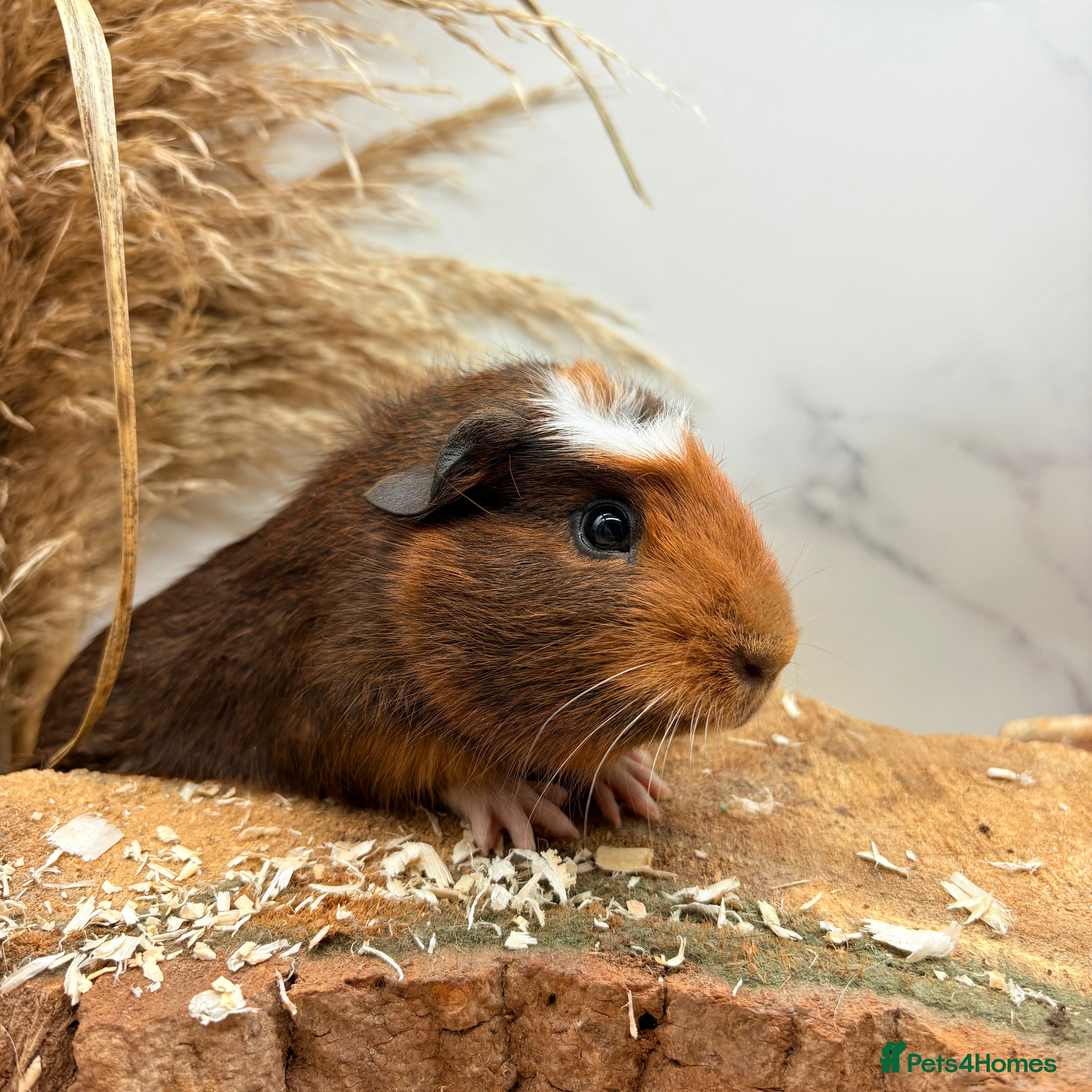 Guinea Pig rodents Multiple Baby Boy Guinea Pigs for sale  - Advert 15
