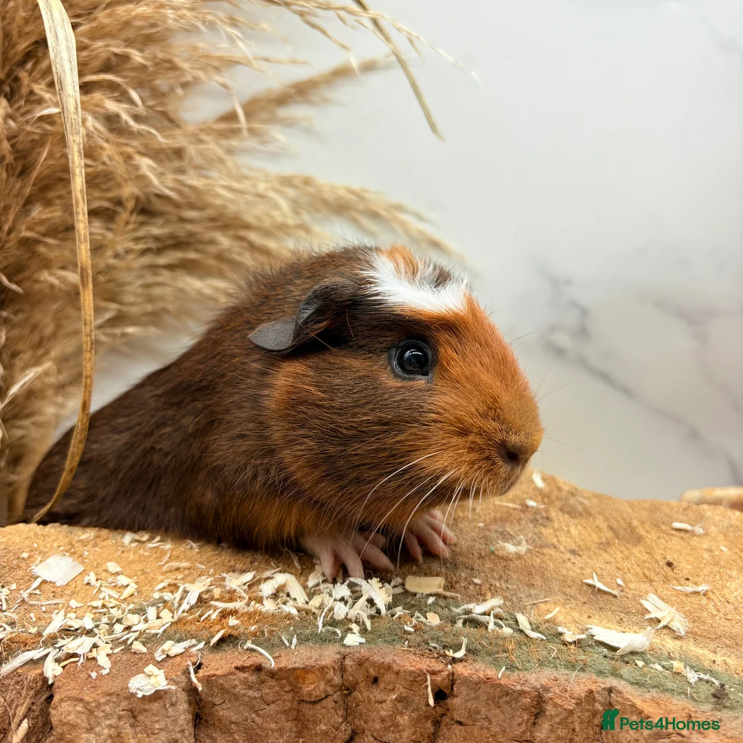 Guinea Pig rodents for sale: Multiple Baby Boy Guinea Pigs for sale  - Advert 1