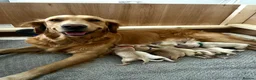 Golden Retriever dogs for sale: Premium Golden Retriever Puppies - Advert 1