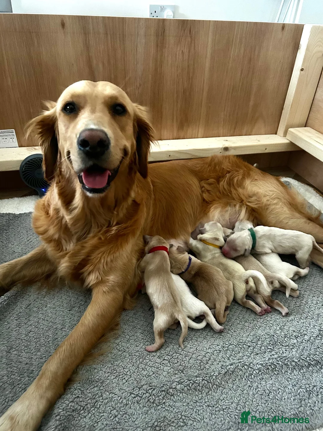 Golden Retriever dogs for sale: Premium Golden Retriever Puppies - Advert 1
