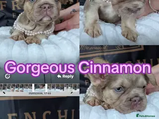 French Bulldog dogs ⭐️Gorgeous French Bulldog Puppies⭐️ - Advert 5