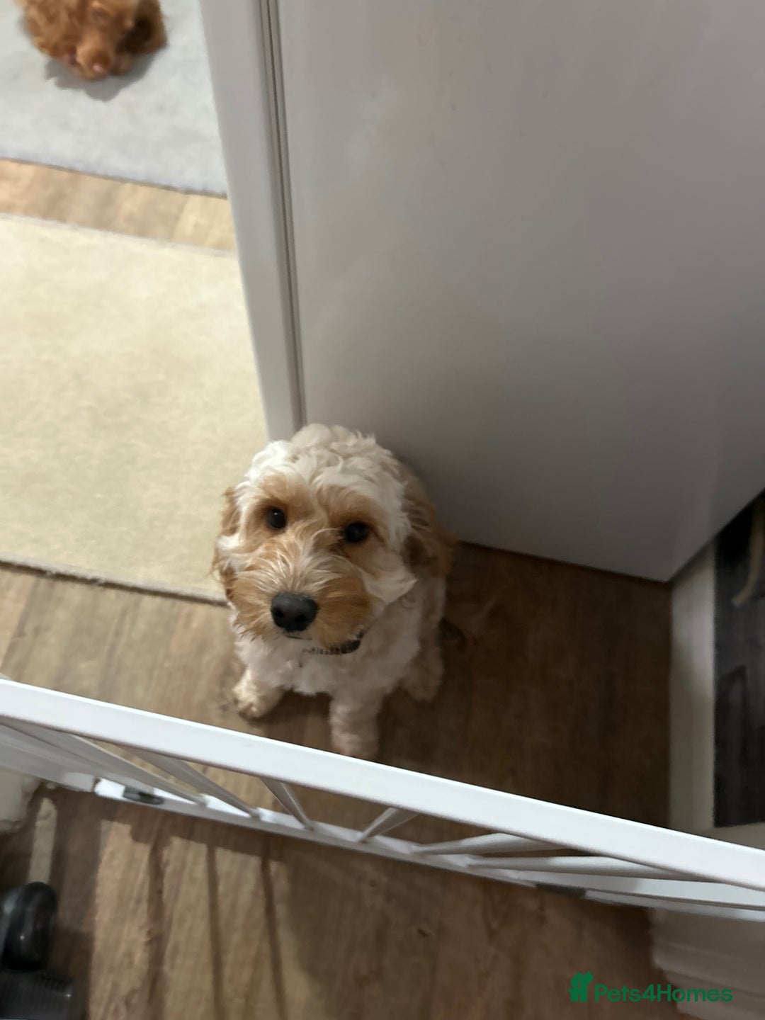 Cockapoo dogs for sale: Cockapoo - Advert 2