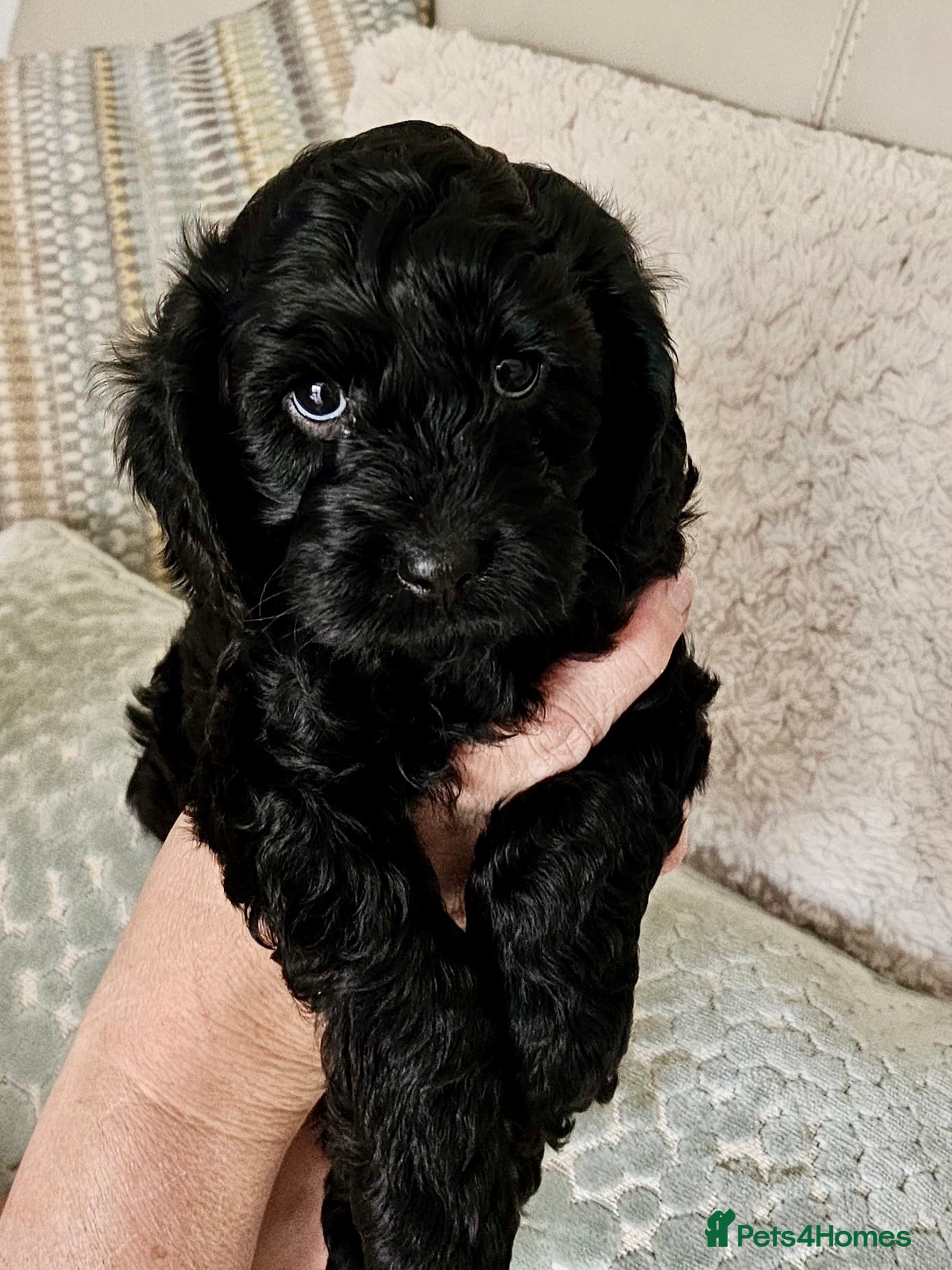 Cavapoo dogs Beautiful F1 Cavapoo puppies ONLY TWO LEFT! - Advert 2