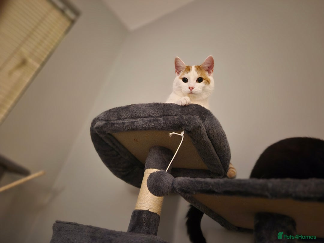 Mixed Breed cats for sale: A male kitten and a 11 month old female cat  - Image 4