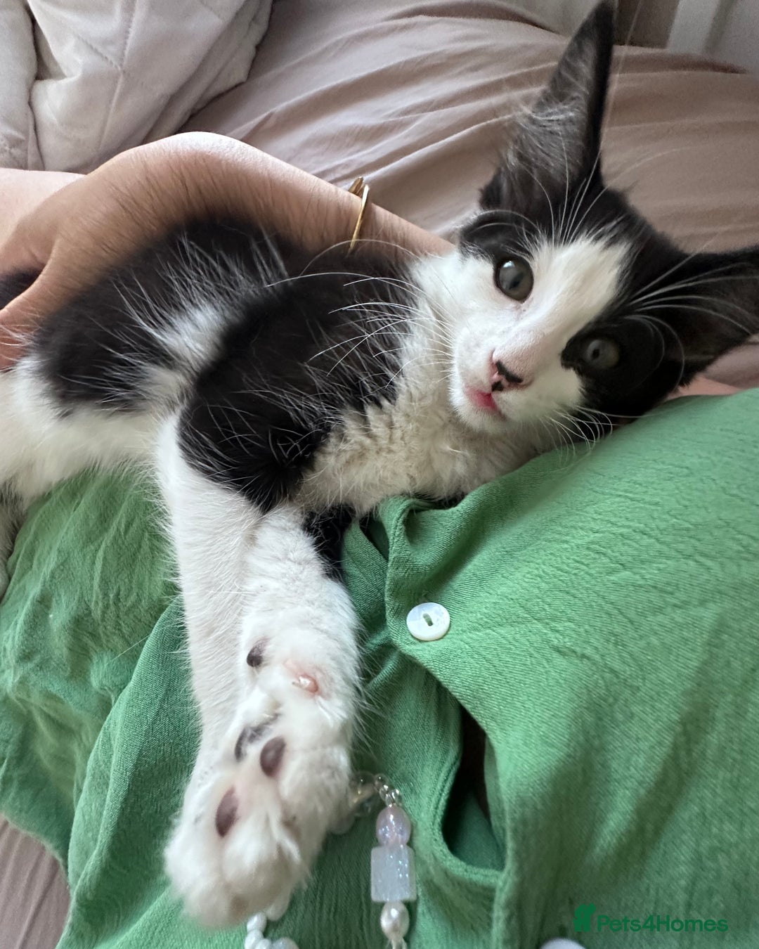 British Longhair cats for sale: Ragdoll x British Long Hair  - Image 19