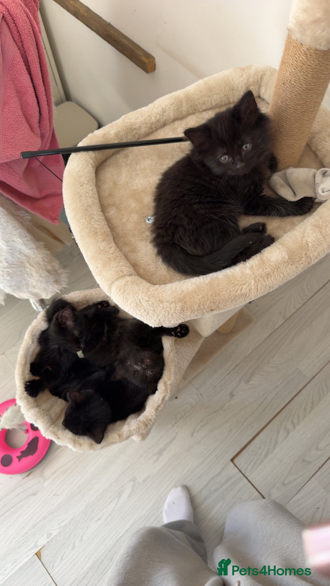 Mixed Breed cats 5 Beautiful Black Mixed Breed Kittens - Advert 1