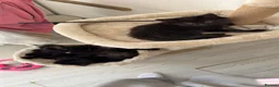 Mixed Breed cats for sale: 5 Beautiful Black Mixed Breed Kittens - Advert 1
