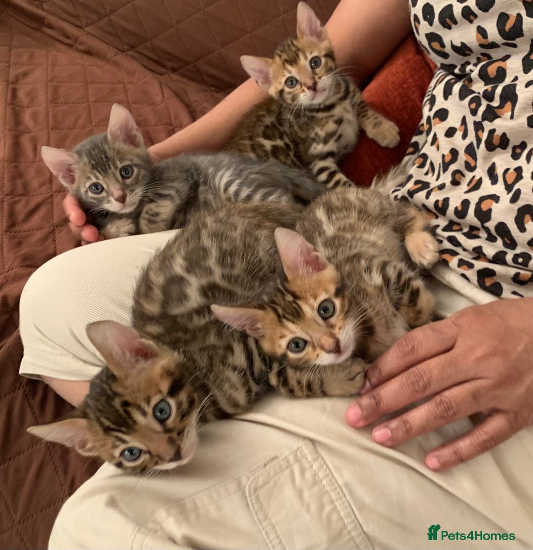 Bengal cats for sale: High Quality Rosetted Pure Breed Bengal in Chigwell - Image 7
