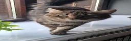 Mixed Breed cats for sale: Kittens For sale - Advert 1