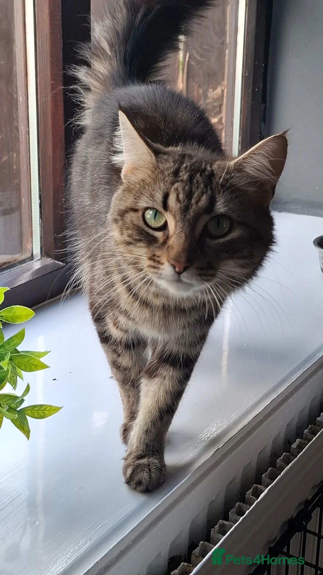 Mixed Breed cats for sale: Kittens For sale - Advert 1