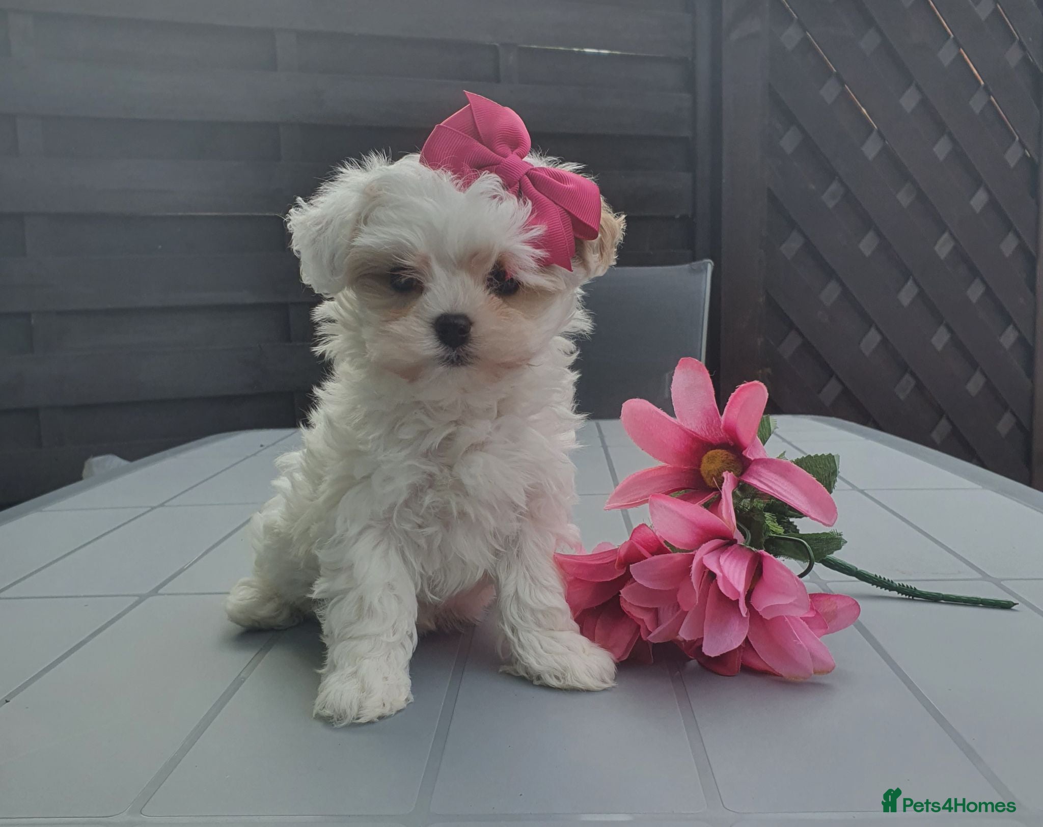 Maltipoo dogs F1 Korean Toy Maltipoo, Dna health tested mum - Advert 1