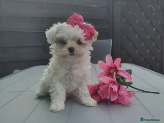 Maltipoo dogs F1 Korean Toy Maltipoo, Dna health tested mum - Advert 1