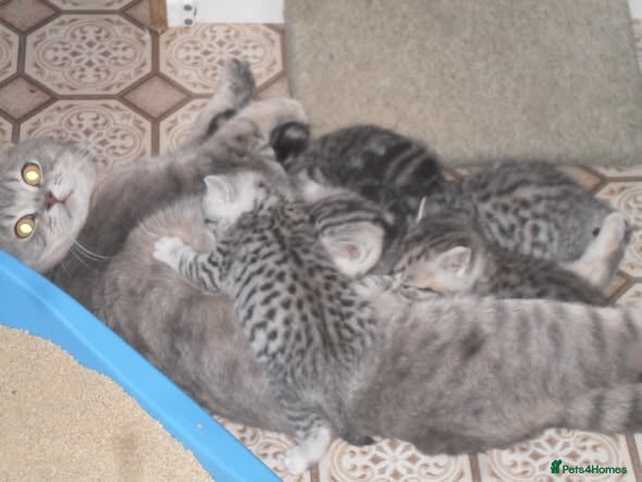 British Shorthair cats GCCF Registered British Shorthair Kittens - Advert 7