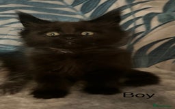 Maine Coon cats for sale: Stunning Maincoon kittens - Image 21