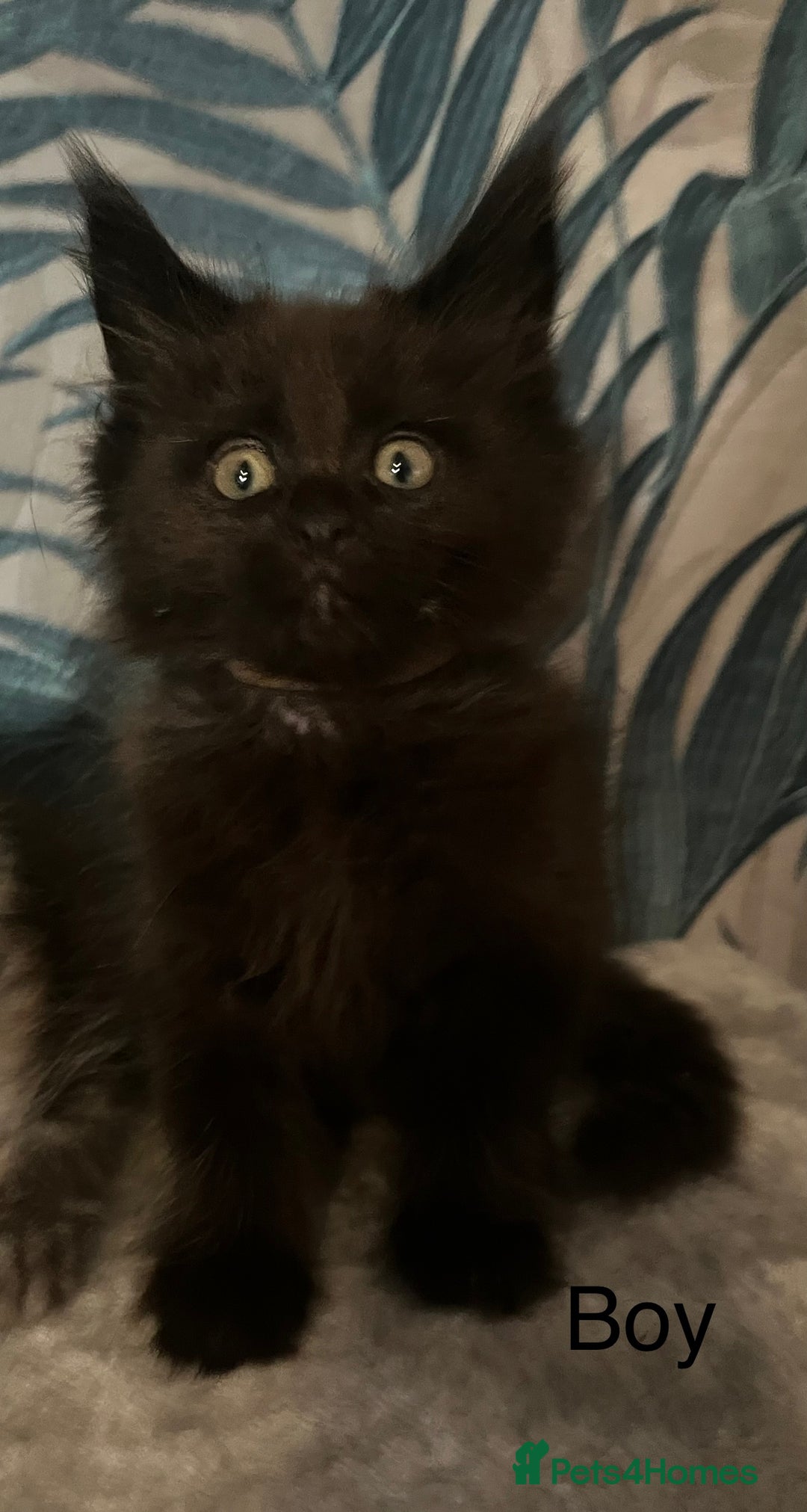 Maine Coon cats for sale: Stunning Maincoon kittens - Image 21