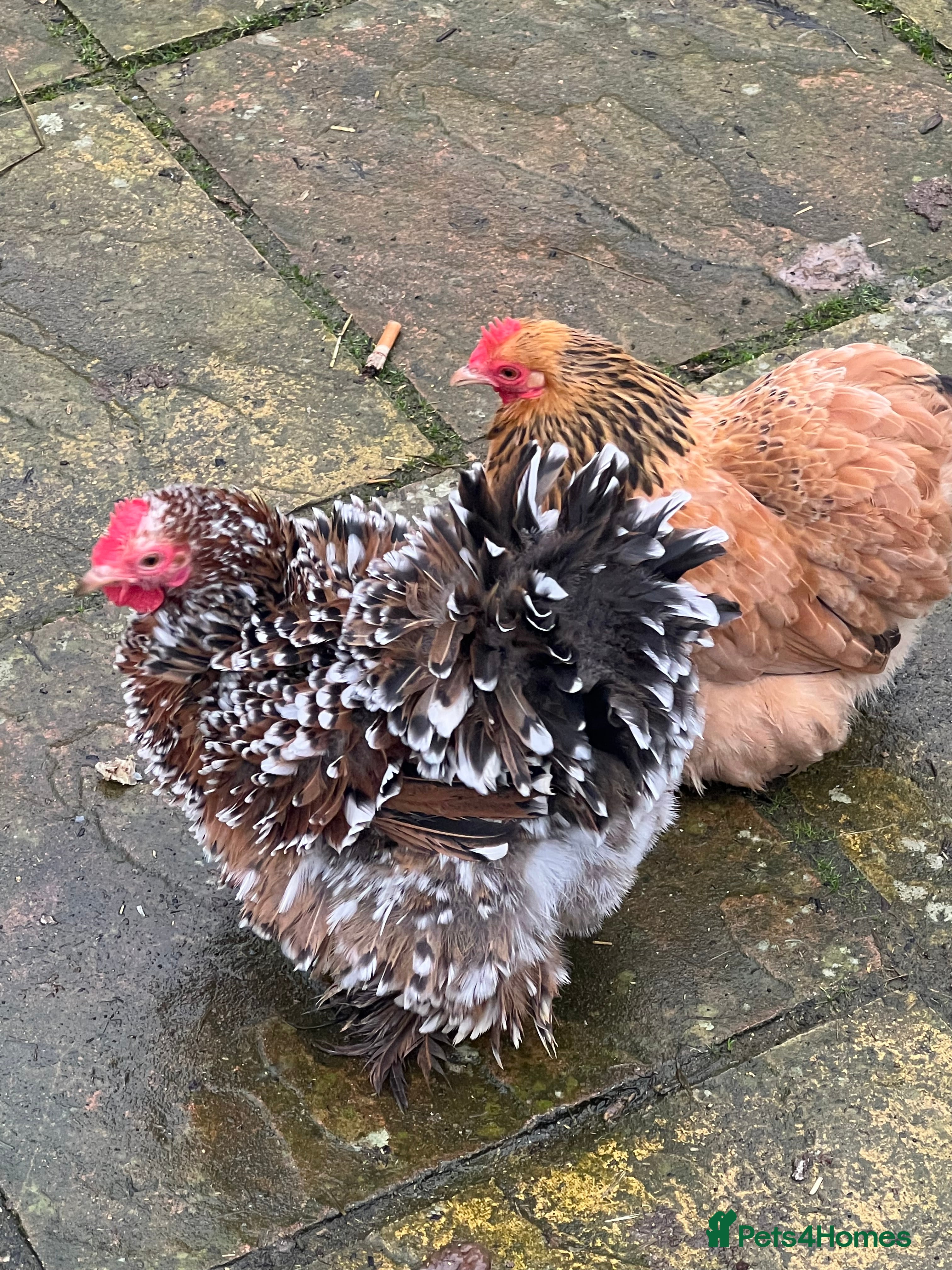 Chickens poultry Point of lay hens  - Advert 17